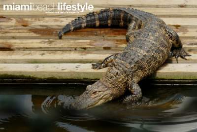 Alligator Swimming Pool Miami